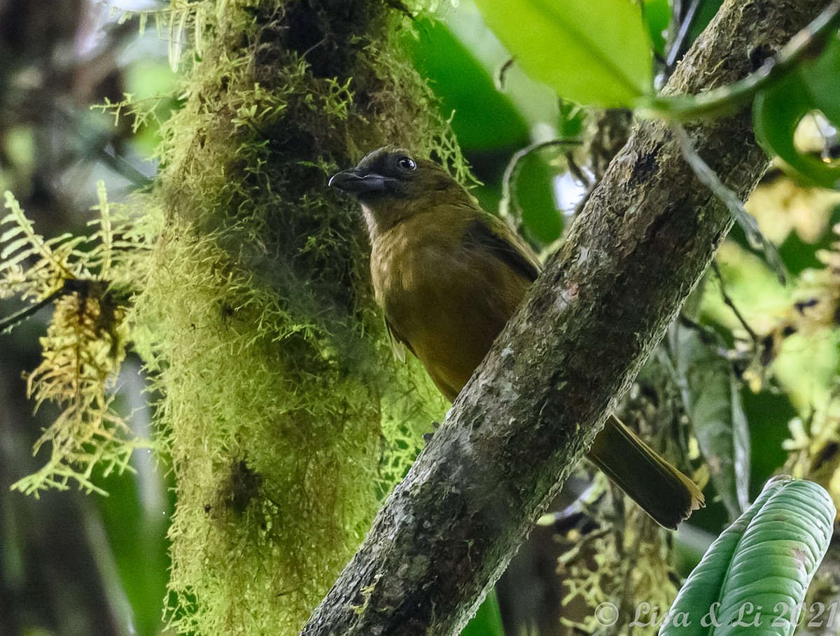 Ochre-breasted Tanager - ML392585681