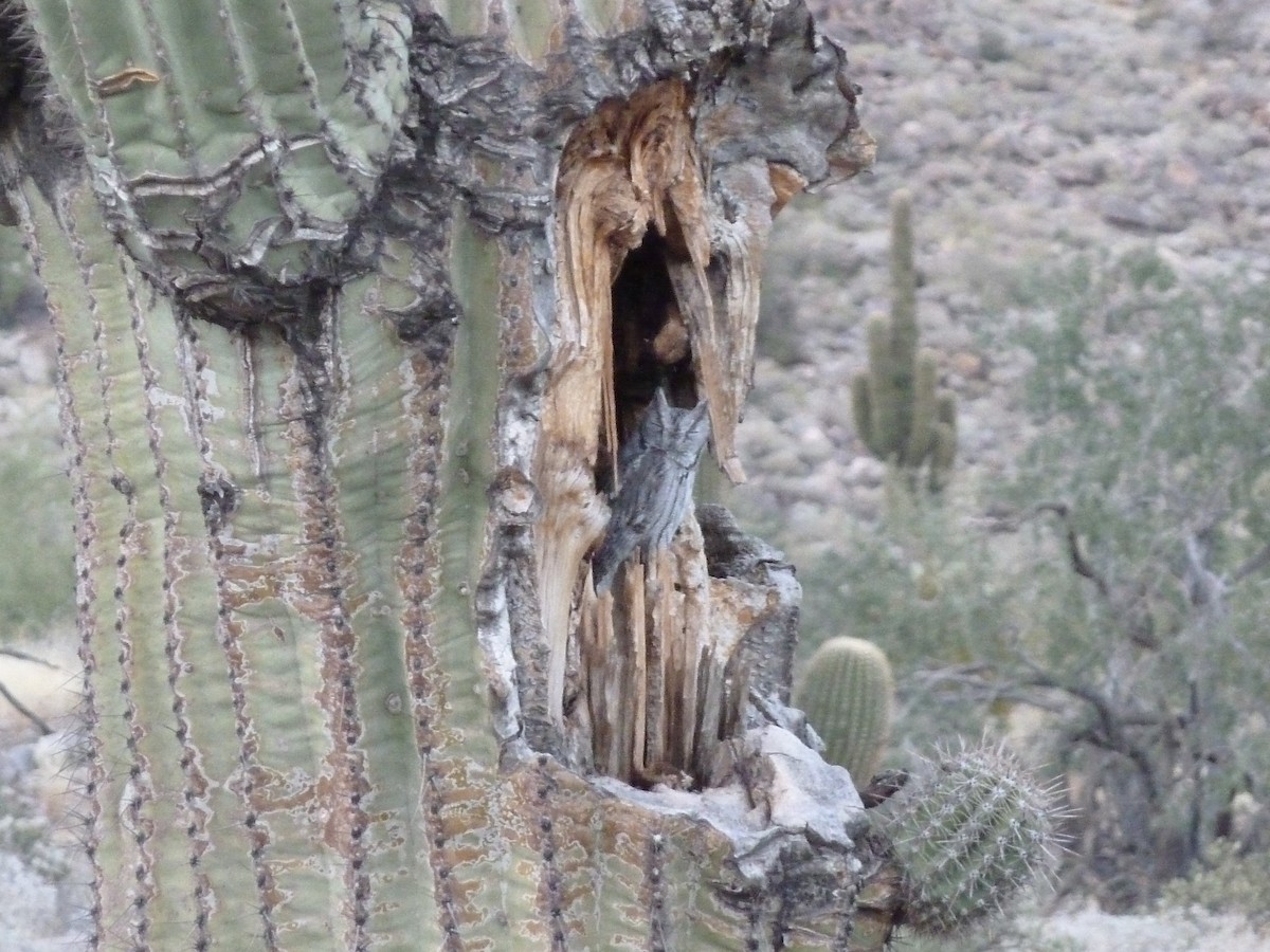 eBird Checklist - 1 Dec 2021 - White Tanks--Goat Camp Trail - 7 species ...