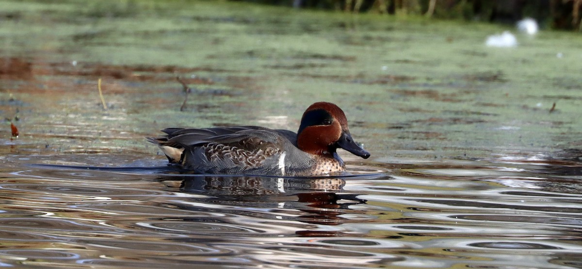 Green-winged Teal - ML392587581