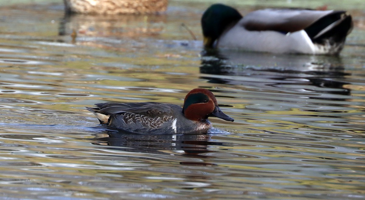 Green-winged Teal - ML392587671