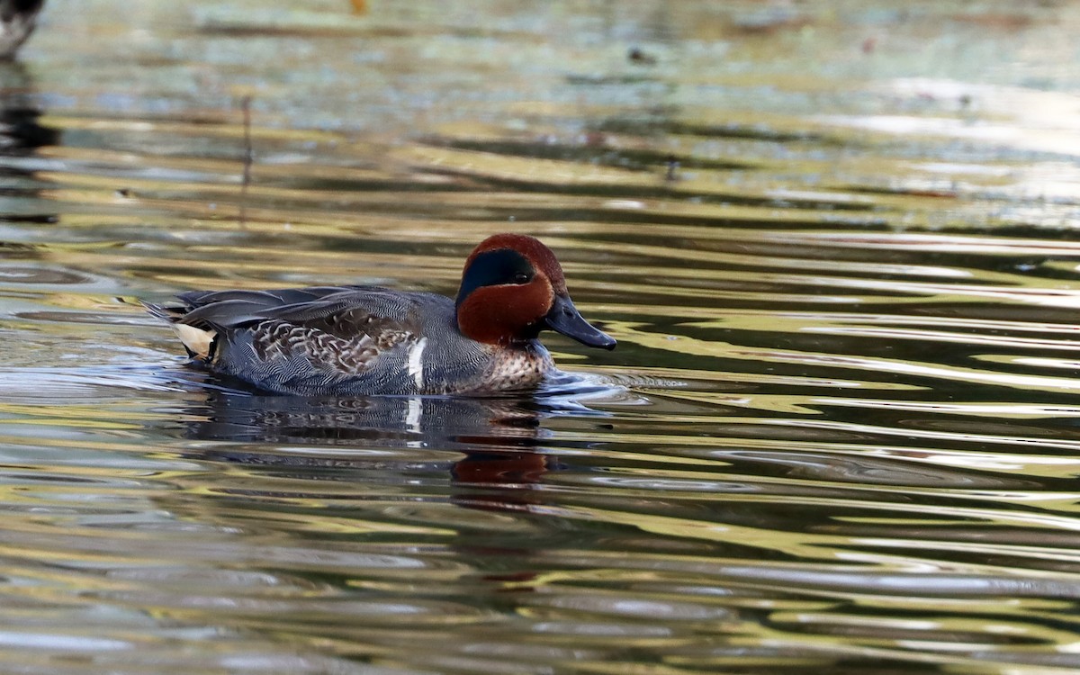 Green-winged Teal - ML392587711