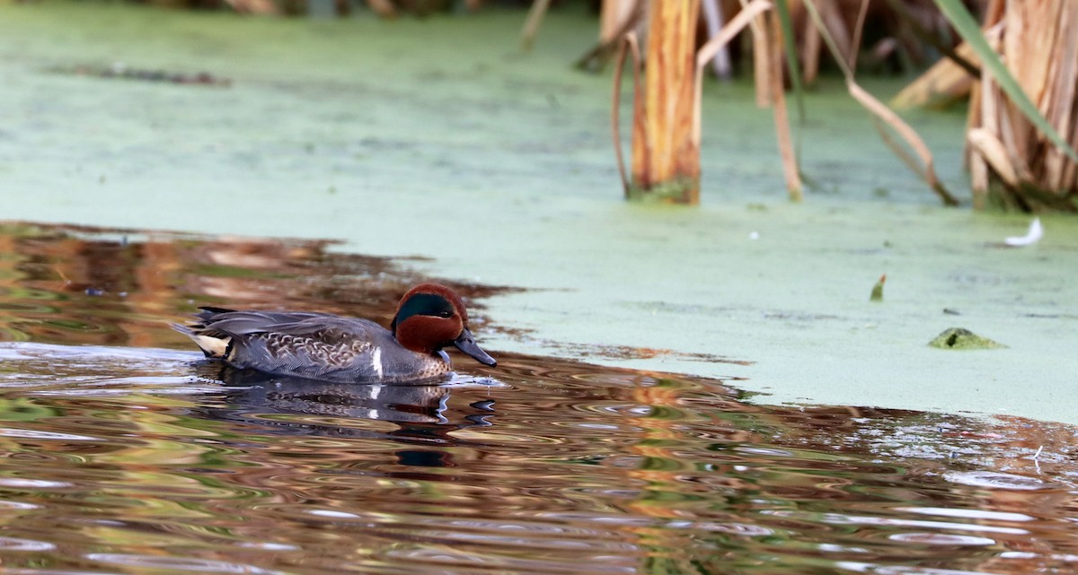 Green-winged Teal - ML392587811