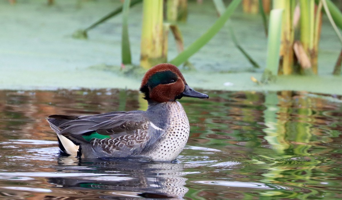 Green-winged Teal - ML392587981