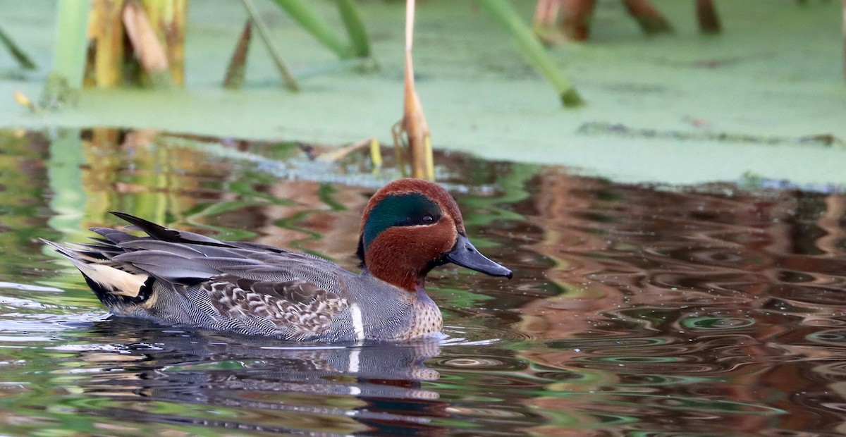 Green-winged Teal - ML392588061