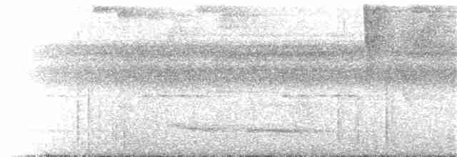 Kara Karınlı Sincap Guguğu - ML392588501