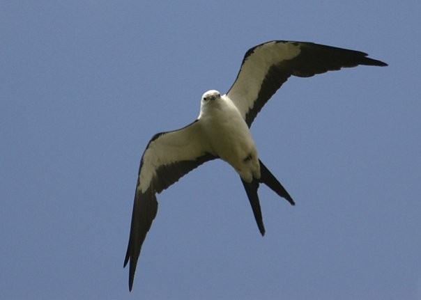 Swallow-tailed Kite - ML392595451