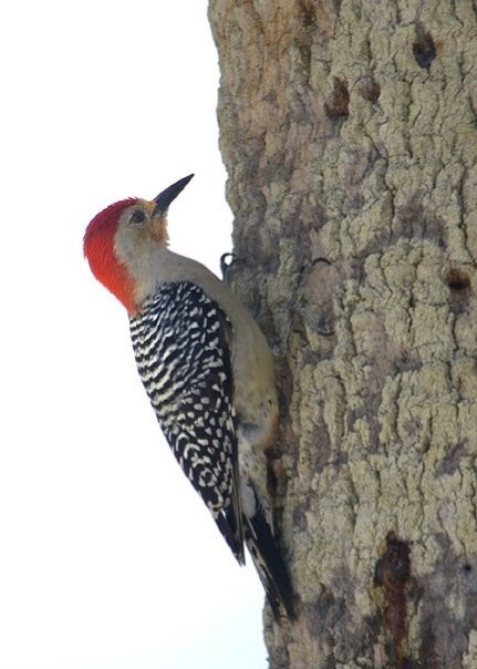 Red-bellied Woodpecker - ML392596061