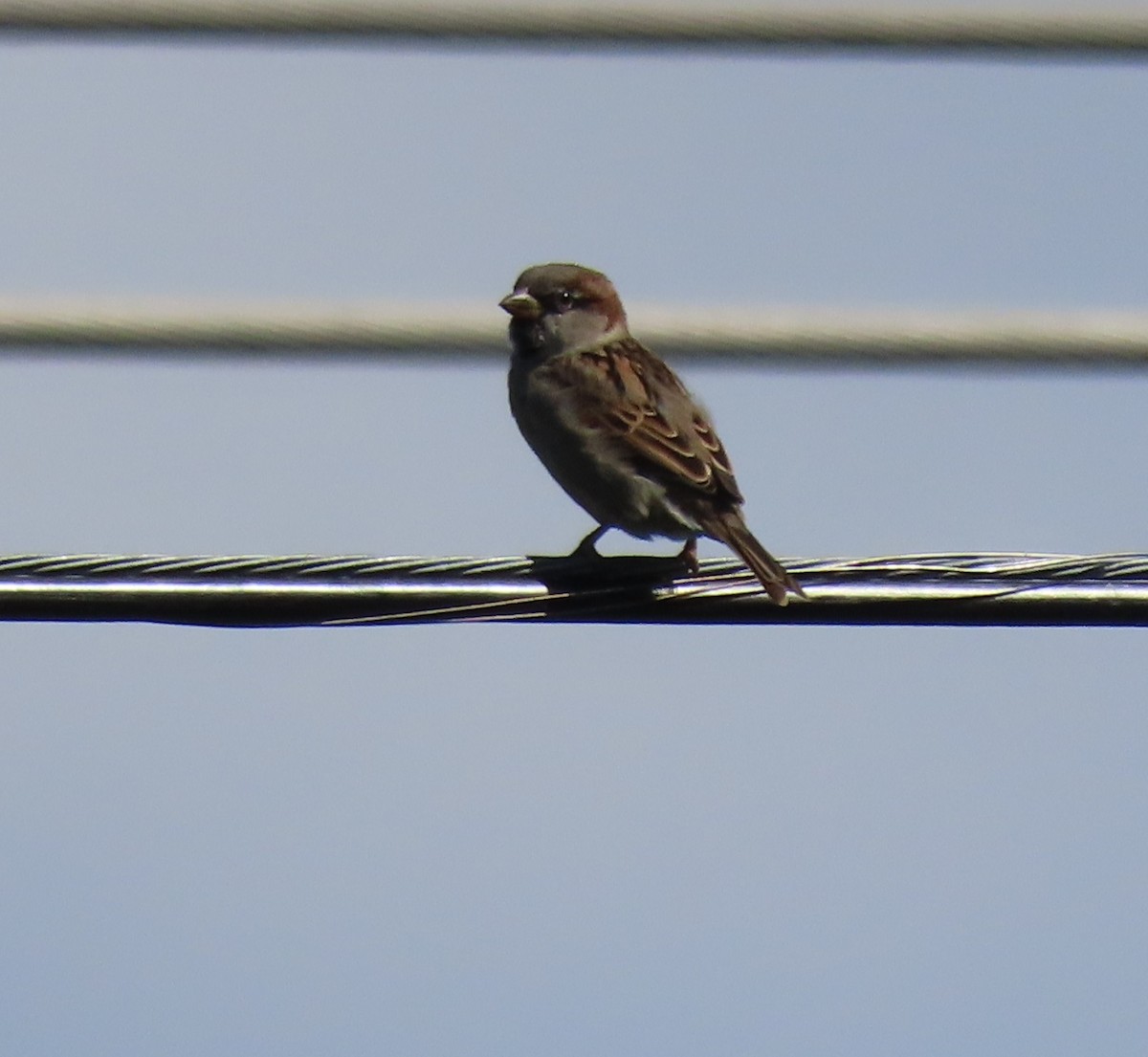 House Sparrow - Bill Wright_cc