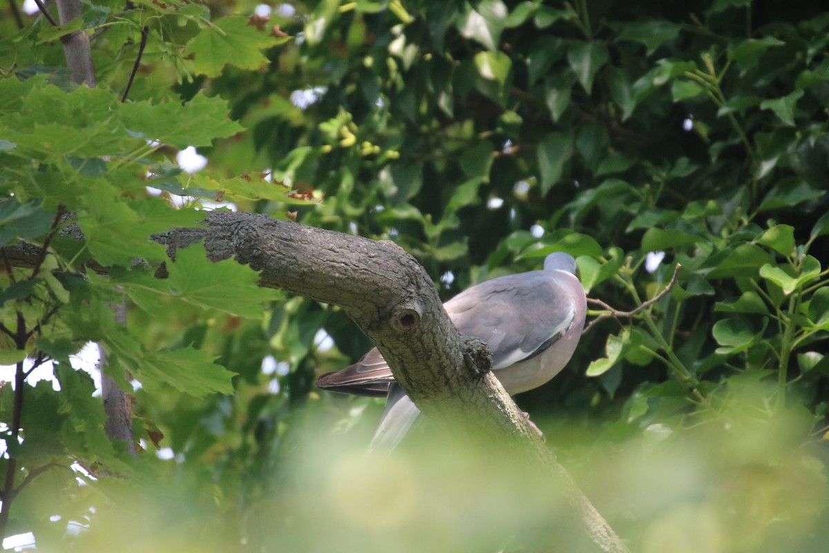 Common Wood-Pigeon - ML392599291