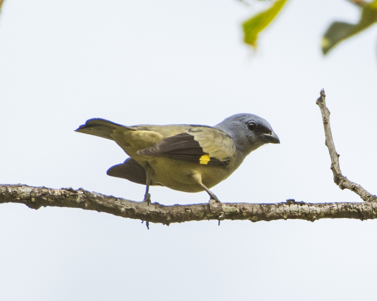 Yellow-winged Tanager - ML392599821