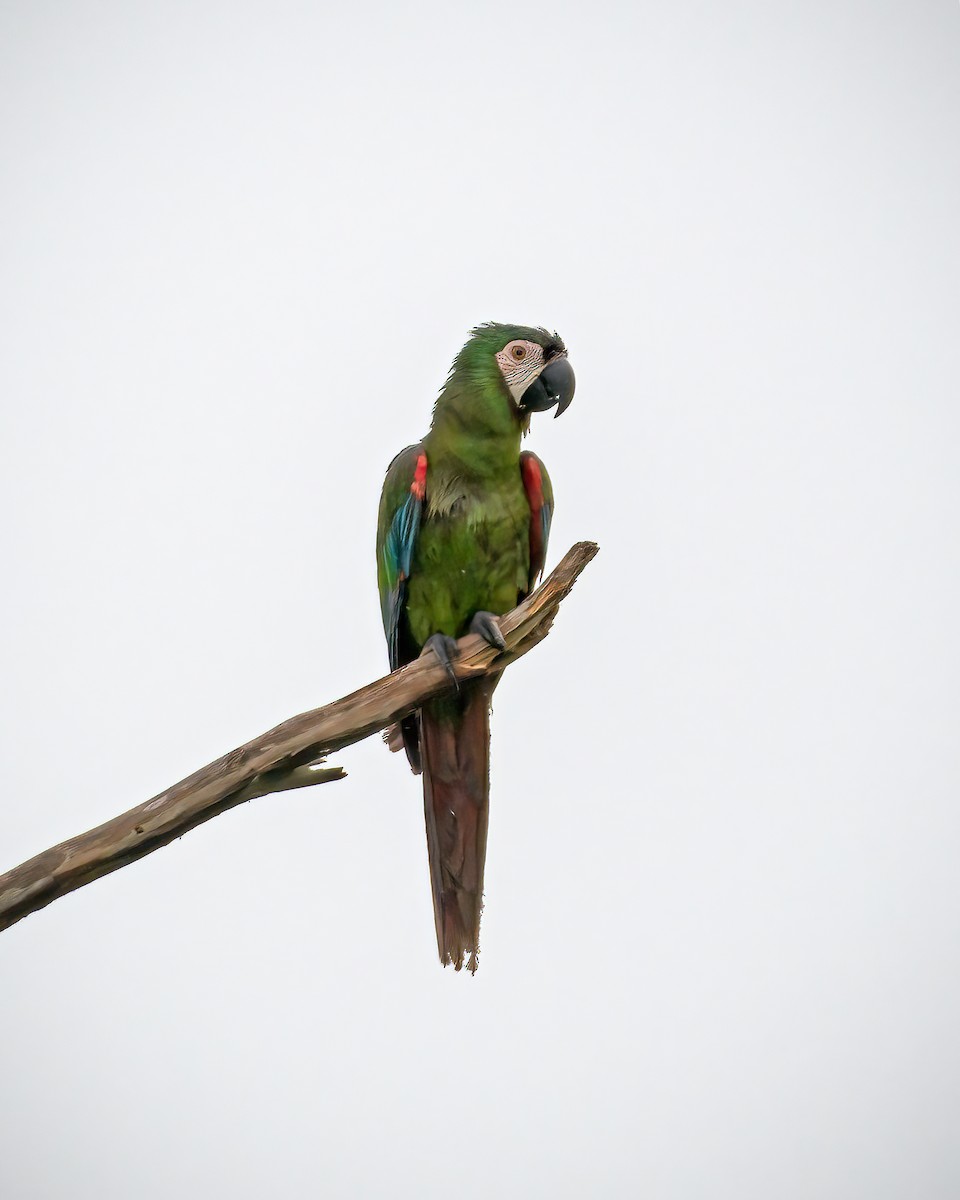 Chestnut-fronted Macaw - ML392604021