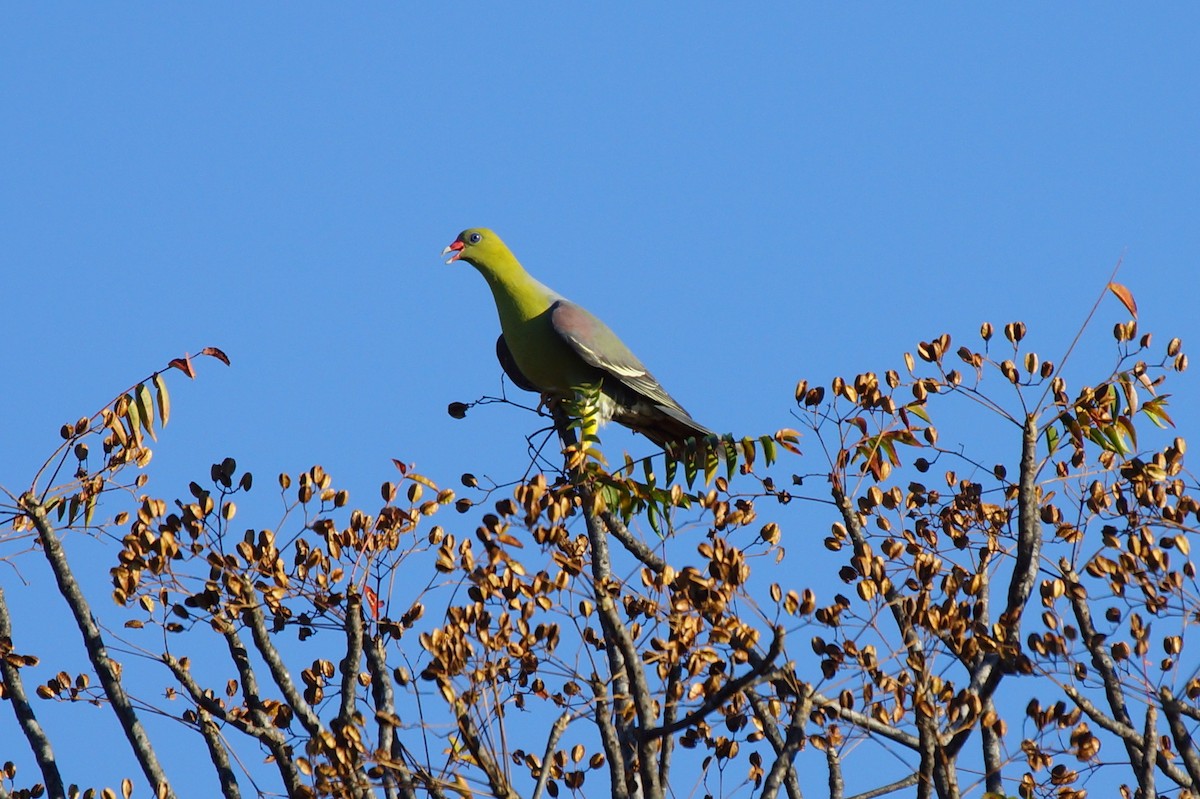African Green-Pigeon - Richard Maarschall