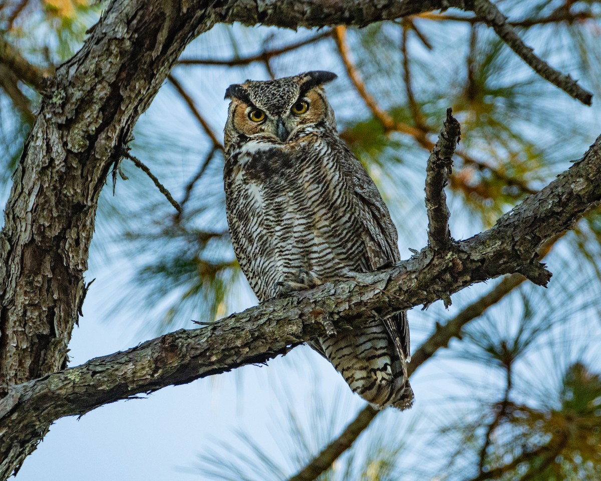 Great Horned Owl - ML392607261