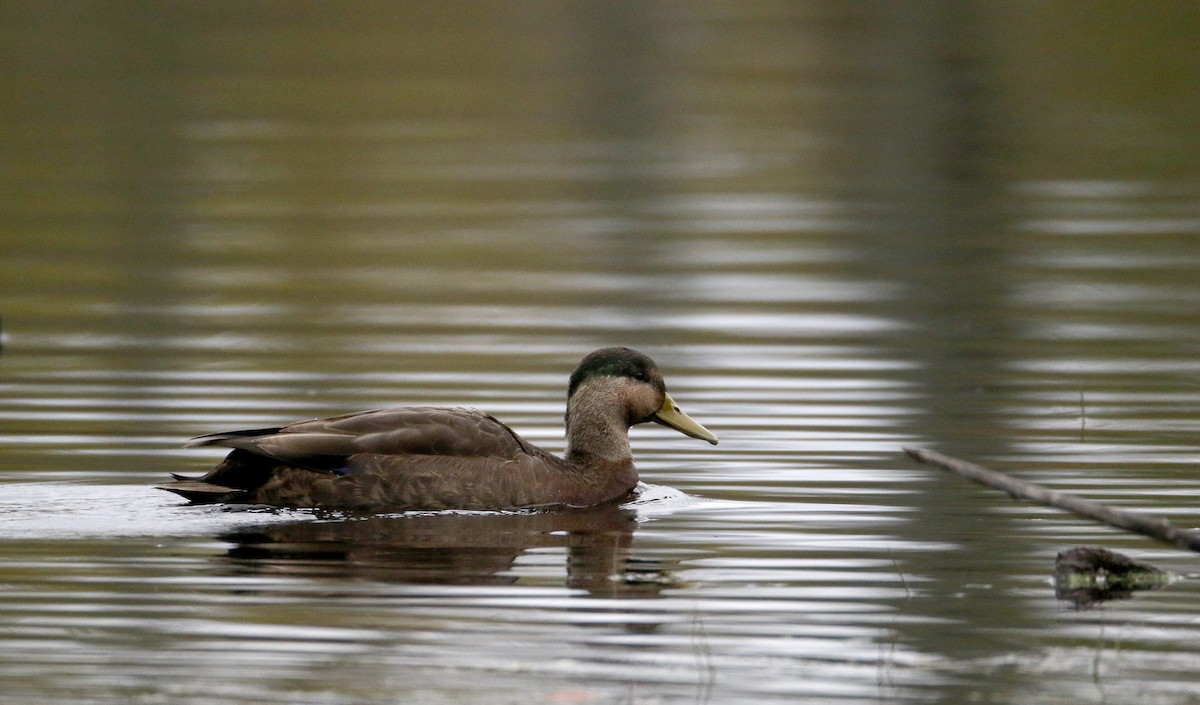 Mallard x American Black Duck (hybrid) - Jay McGowan