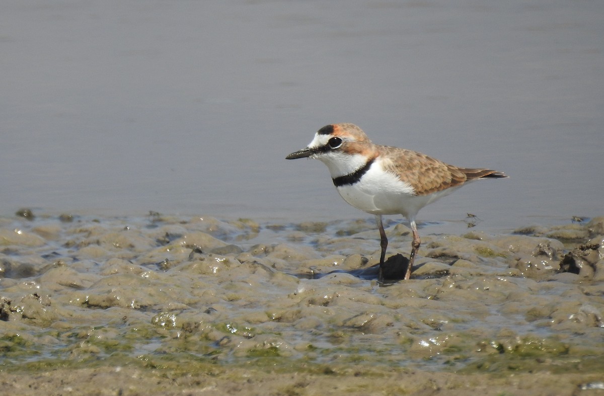 Collared Plover - ML392607771