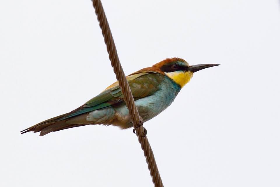 European Bee-eater - Snehasis Sinha