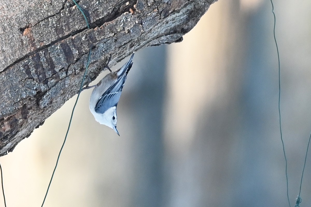 White-breasted Nuthatch - Marie O'Neill