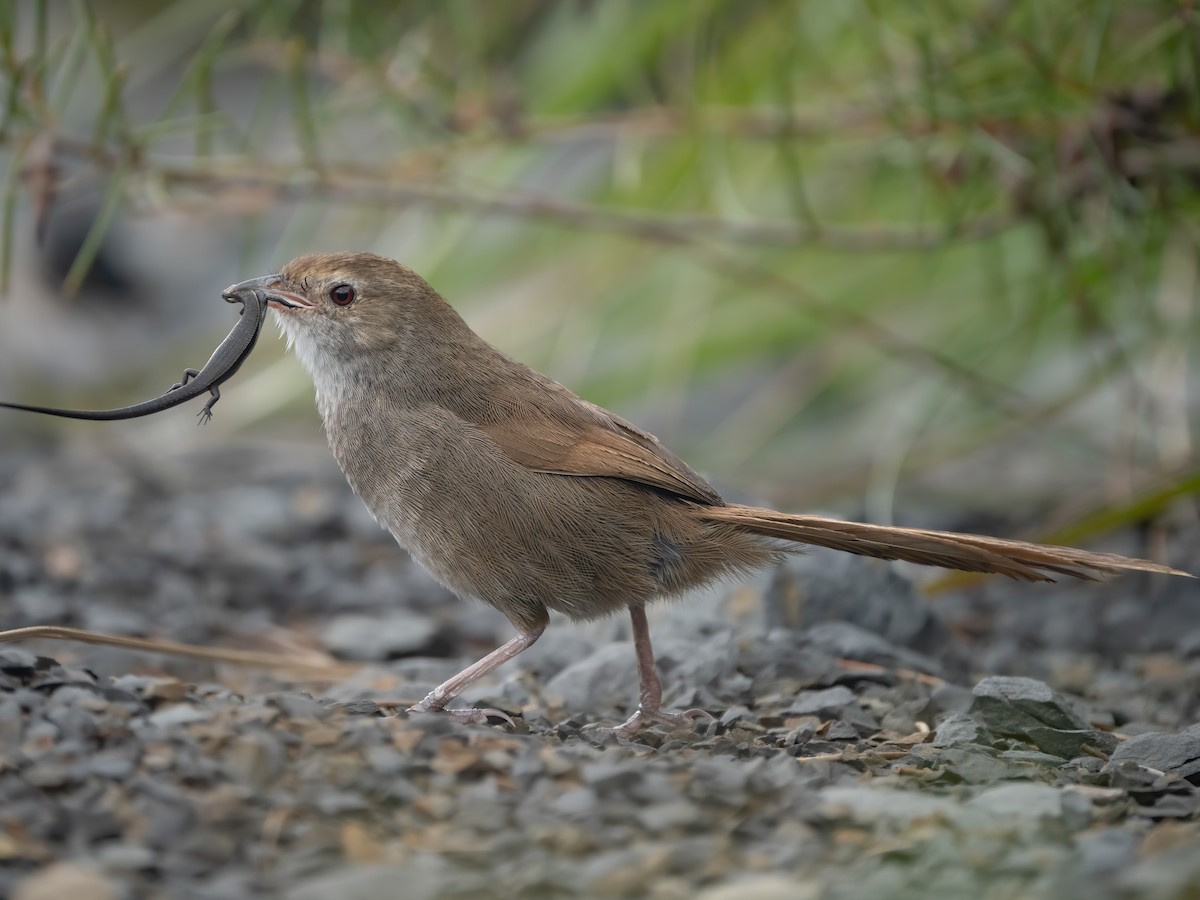 Eastern Bristlebird - Dasyornis brachypterus - Birds of the World