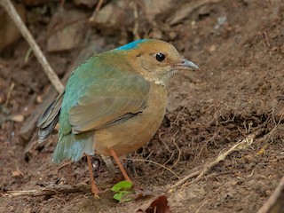  - Blue-naped Pitta