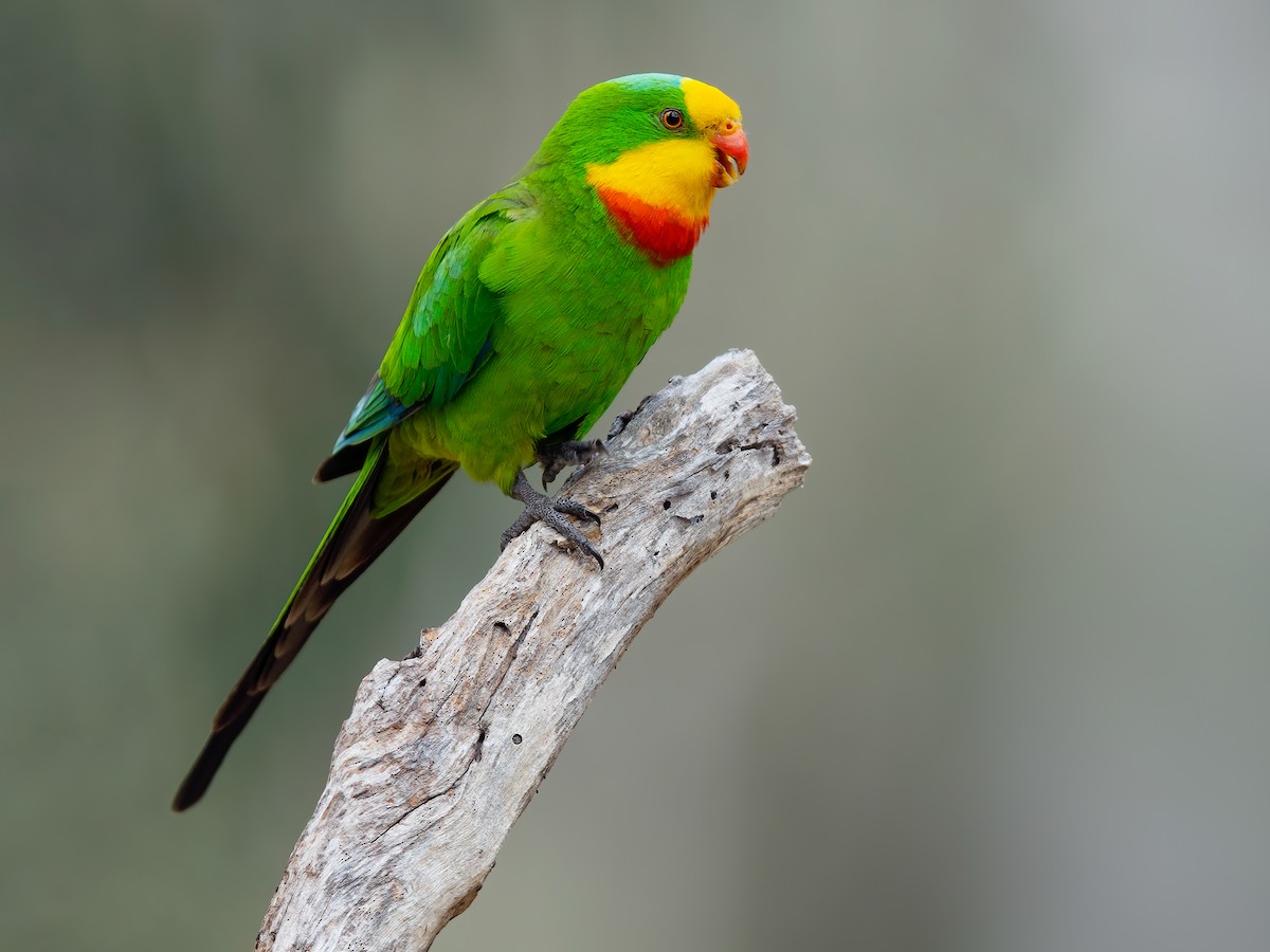 Superb Parrot - eBird