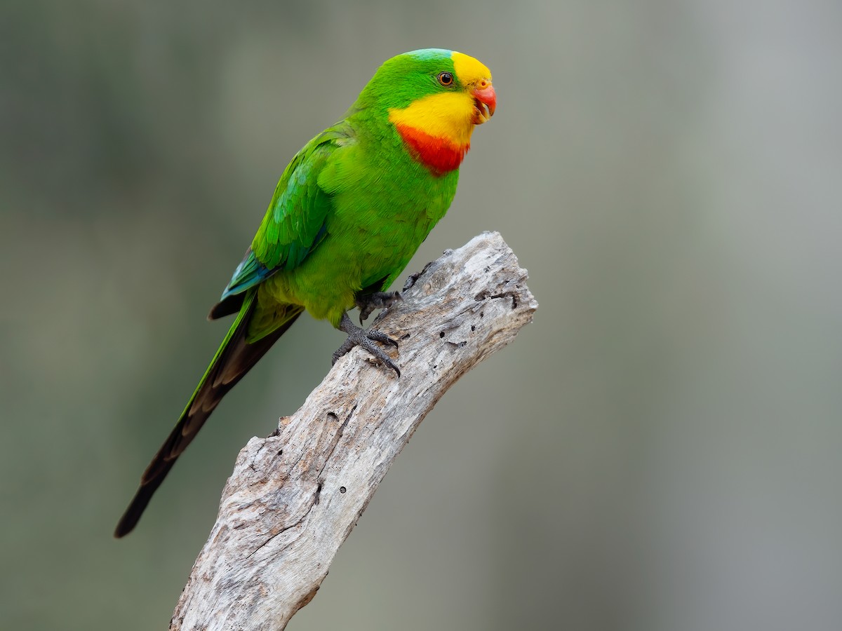 Superb Parrot - Polytelis swainsonii - Birds of the World