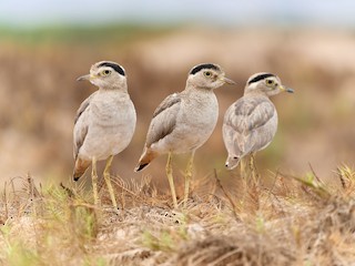  - Peruvian Thick-knee