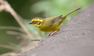  - Yellow-striped Brushfinch