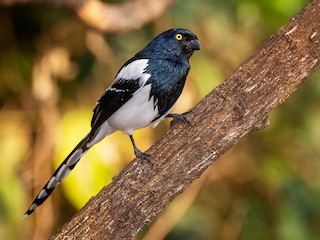  - Magpie Tanager