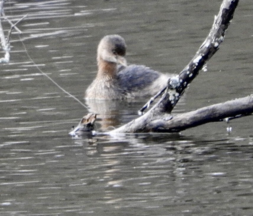 Pied-billed Grebe - Lois Rockhill
