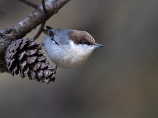  - Brown-headed Nuthatch