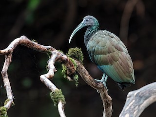  - Green Ibis