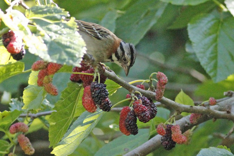 Rufous-collared Sparrow - ML39262531