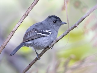  - Variable Antshrike