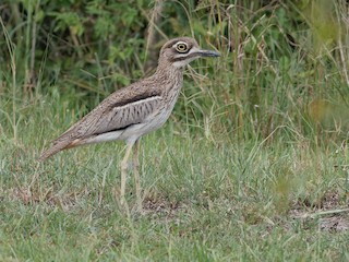  - Water Thick-knee