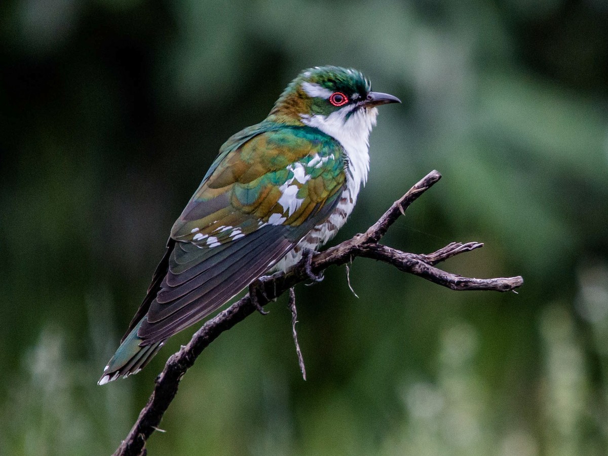 Dideric Cuckoo - Chrysococcyx caprius - Birds of the World