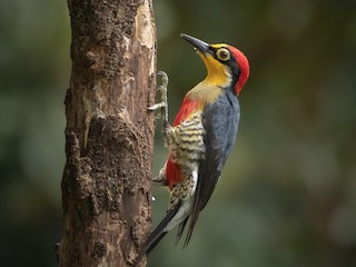  - Yellow-fronted Woodpecker