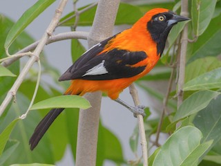  - Orange-backed Troupial