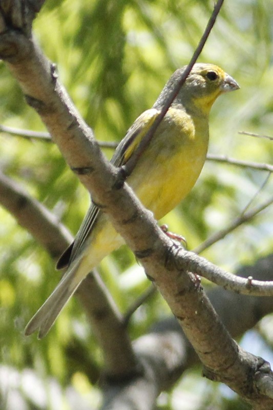 Grassland Yellow-Finch - J. Simón Tagtachian