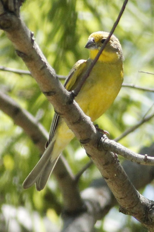 Grassland Yellow-Finch - J. Simón Tagtachian