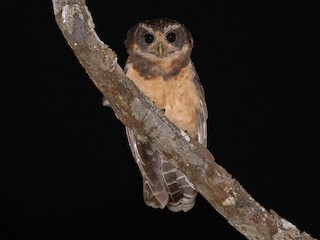  - Tawny-browed Owl
