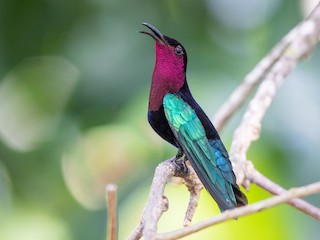  - Purple-throated Carib