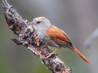  - Gray-headed Spinetail