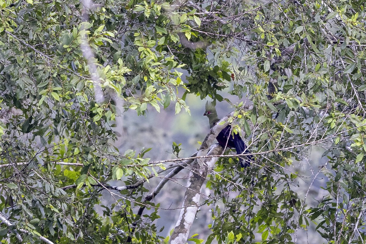 turako západoafrický (ssp. persa/zenkeri) - ML392634211