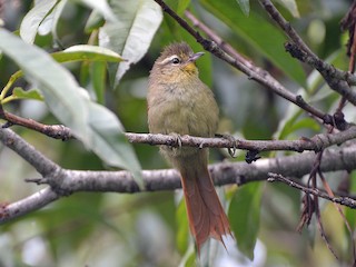  - Olive Spinetail