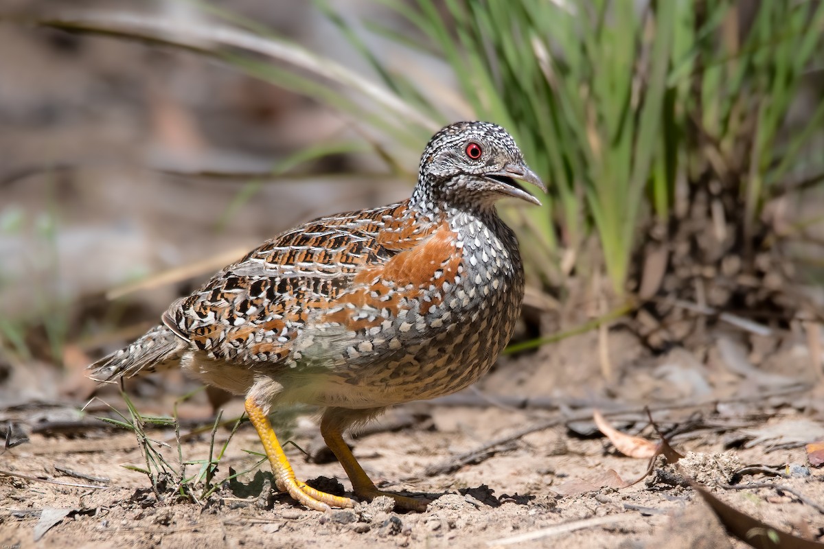 Painted Buttonquail - ML392635161