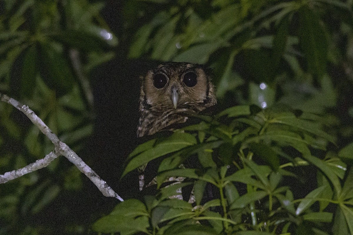 Fraser's Eagle-Owl (Western) - ML392635251