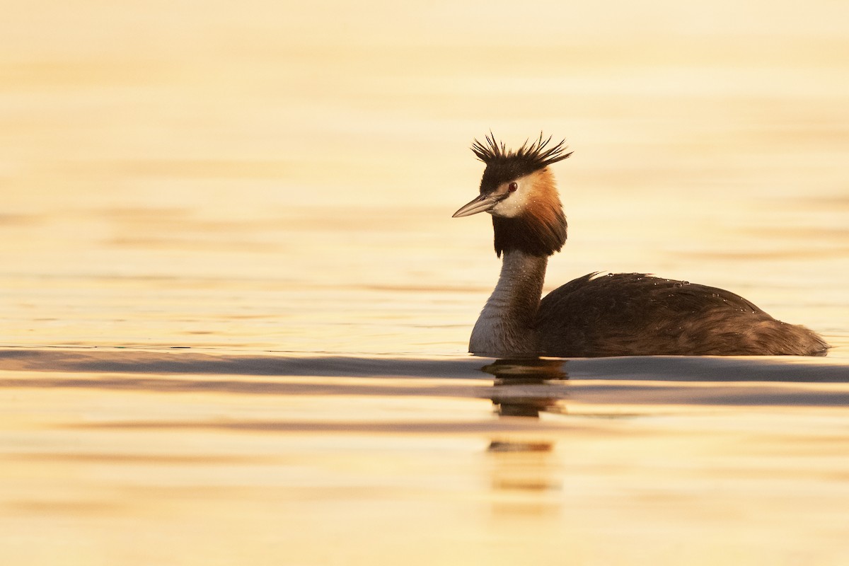 Great Crested Grebe - ML392638271