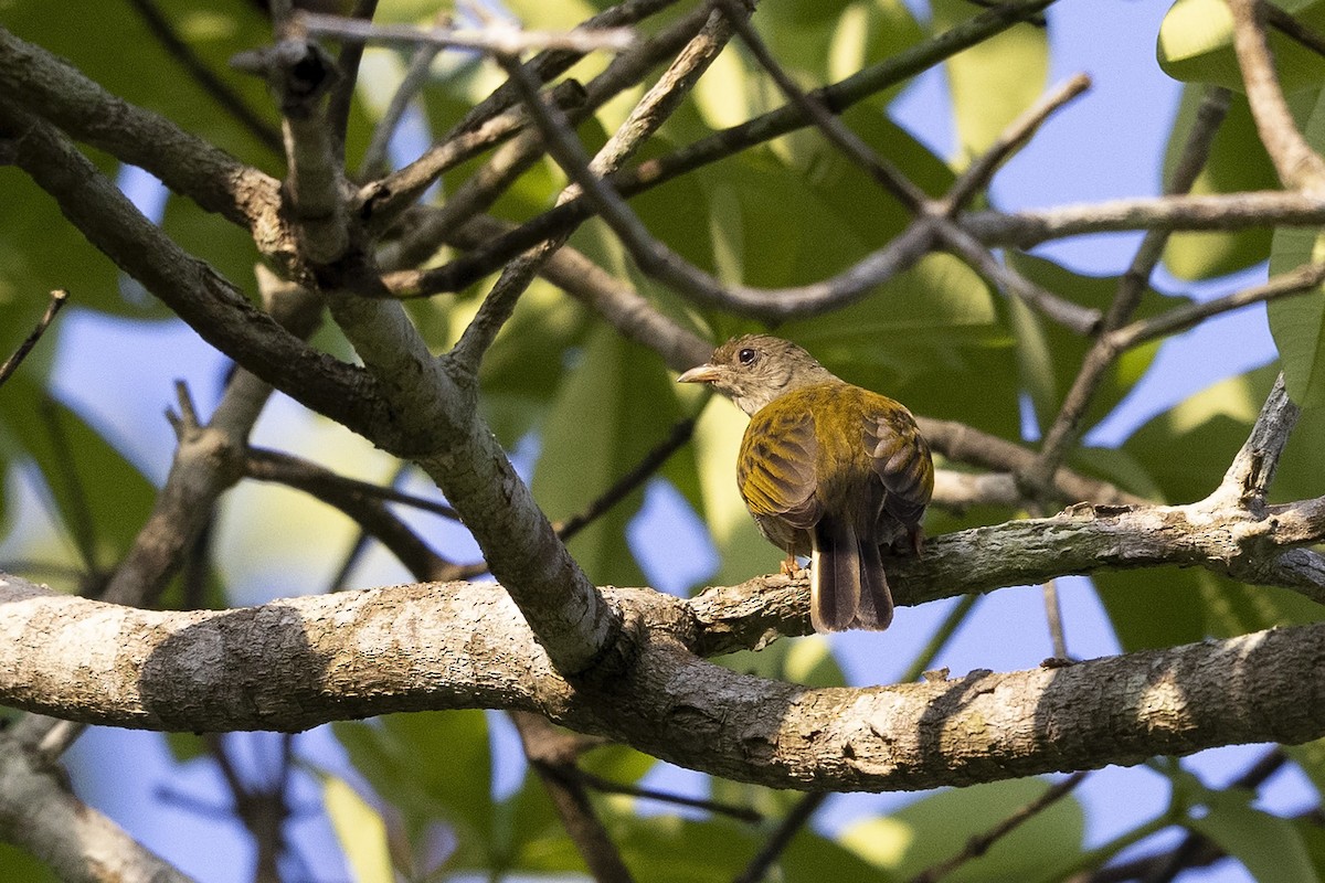 Yellow-footed Honeyguide - ML392639141