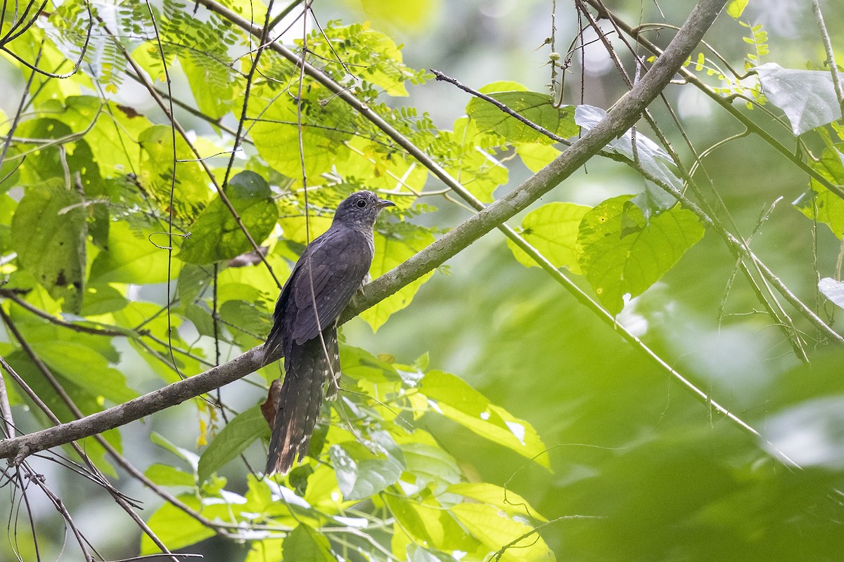 Olive Long-tailed Cuckoo - Niall D Perrins