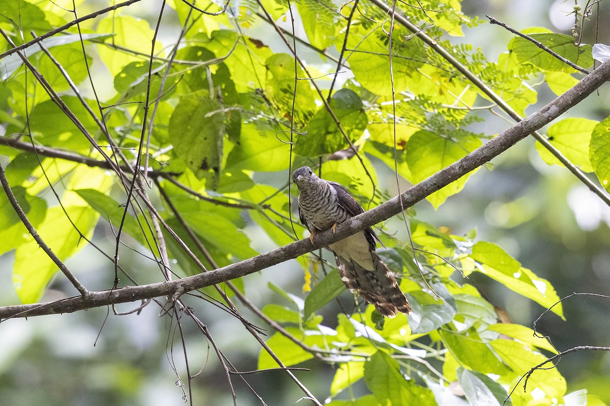 Olive Long-tailed Cuckoo - ML392640451